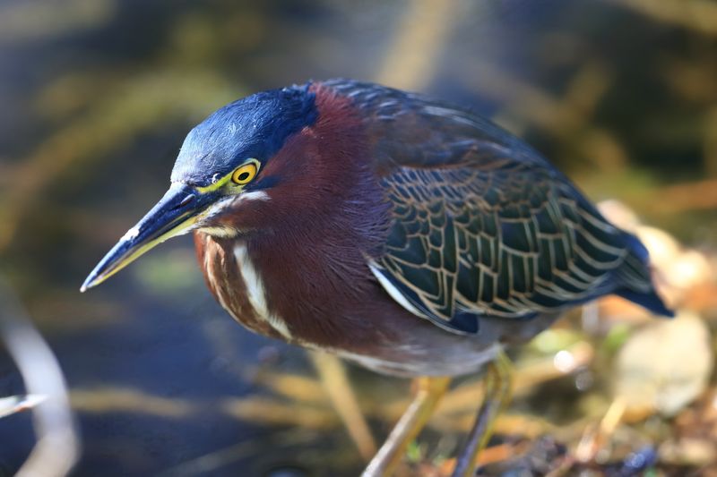 GREEN HERON