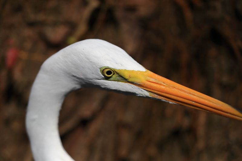 GREAT EGRET