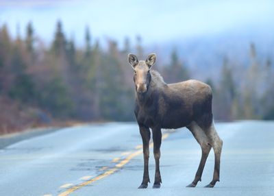 NEWFOUNDLAND WILDLIFE