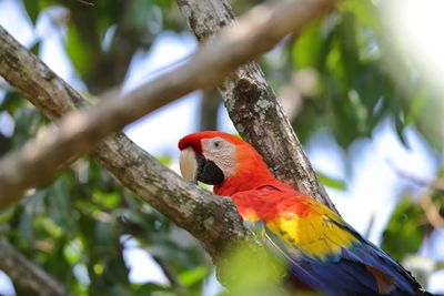 COSTA RICA