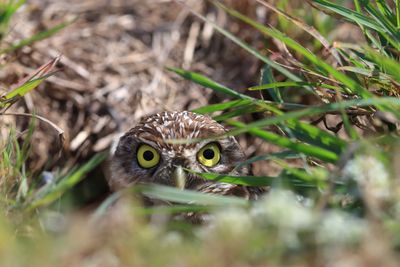 Cape Coral Burrowing Owls
