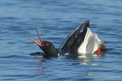 red-breasted merganser.... middelste zaagbek