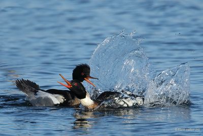 red-breasted merganser.... middelste zaagbek