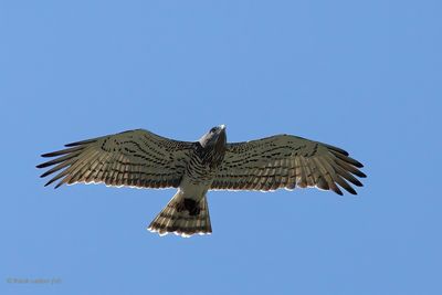 short-toed eagle.... slangenarend