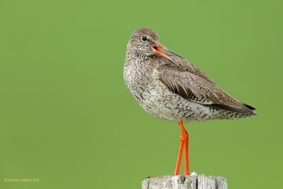 common redshank.... tureluur