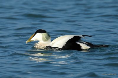 common eider.... eider