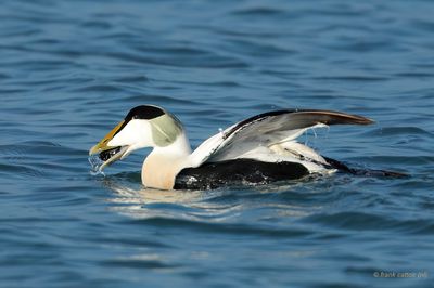 common eider.... eider