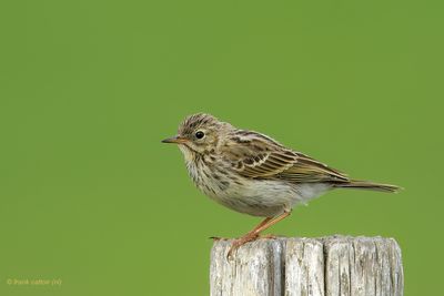 meadow pipit.... graspieper