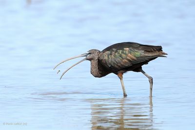 glossy ibis. zwarte ibis