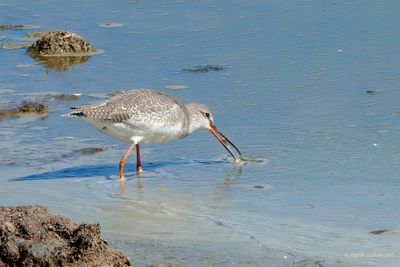 spotted redshank…. zwarte ruiter