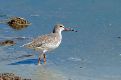 spotted redshank…. zwarte ruiter
