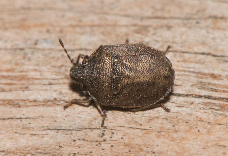 Falsterbo Skne 10.10-22