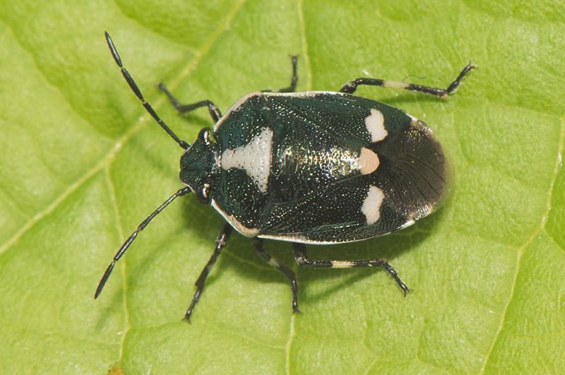 Holmagrde Halland 15.5-22