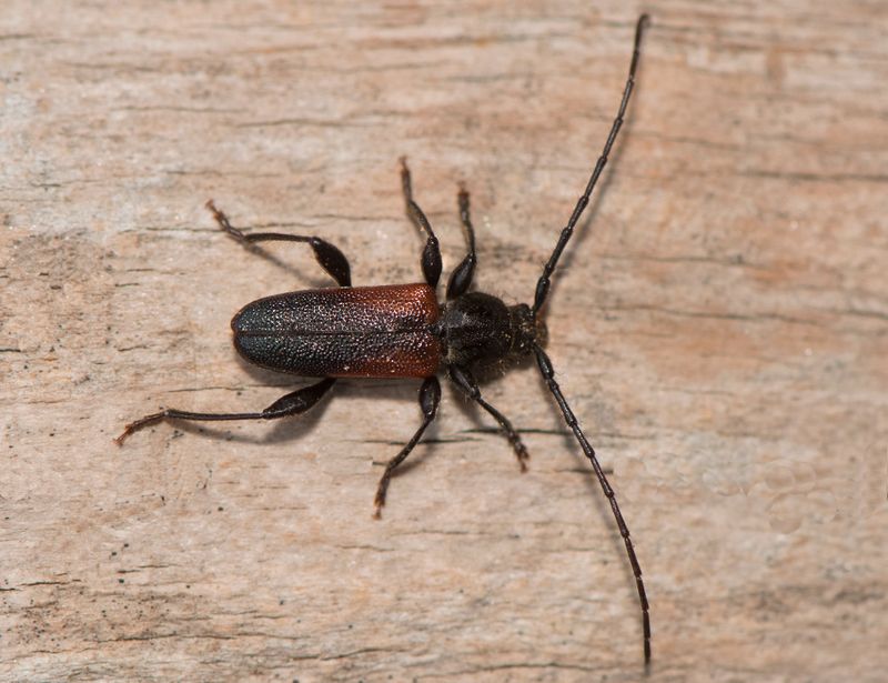 Hklla Bohusln 31.12-22 male