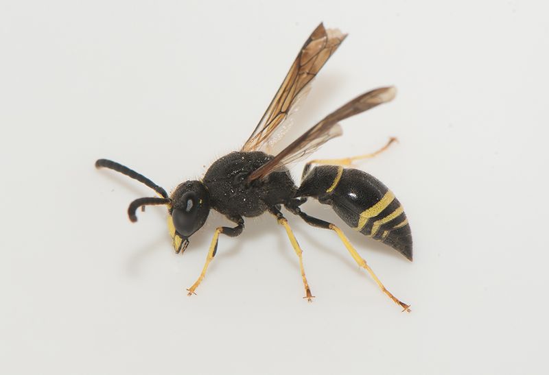Sjhult Halland 17.7-22 male