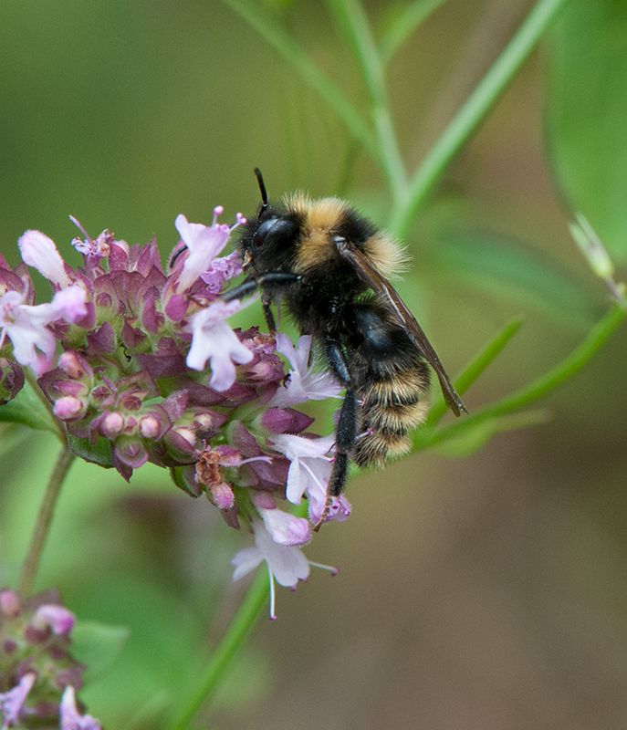 Sbytorp Vstmanland 3.8-22