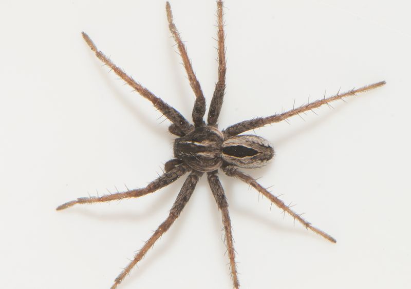 Grdby land 24.5-22 adult male