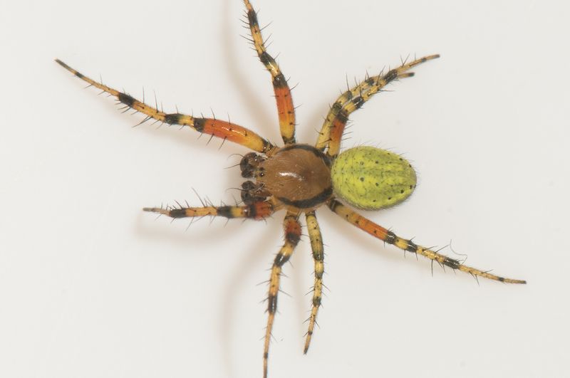 Risarp Halland 14.6-22 adult male