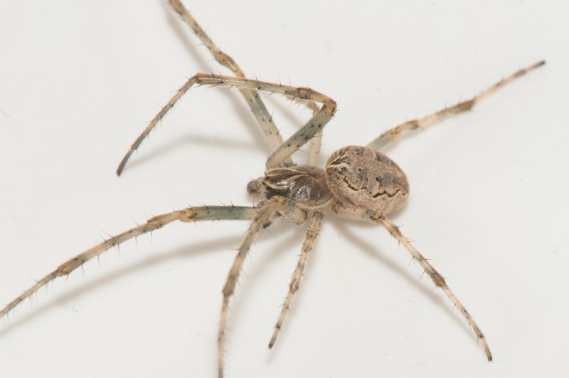 Gettern Halland 31.8-22 adult male
