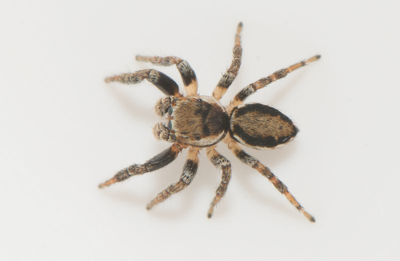 Storre mosse Smland 12.6-22 adult male
