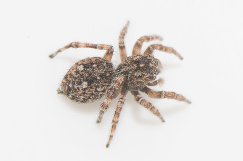 Slottsruinen land 25.5-22 adult female