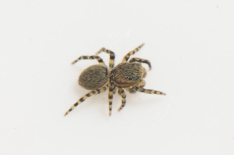 Karby land 25.5-22 adult male