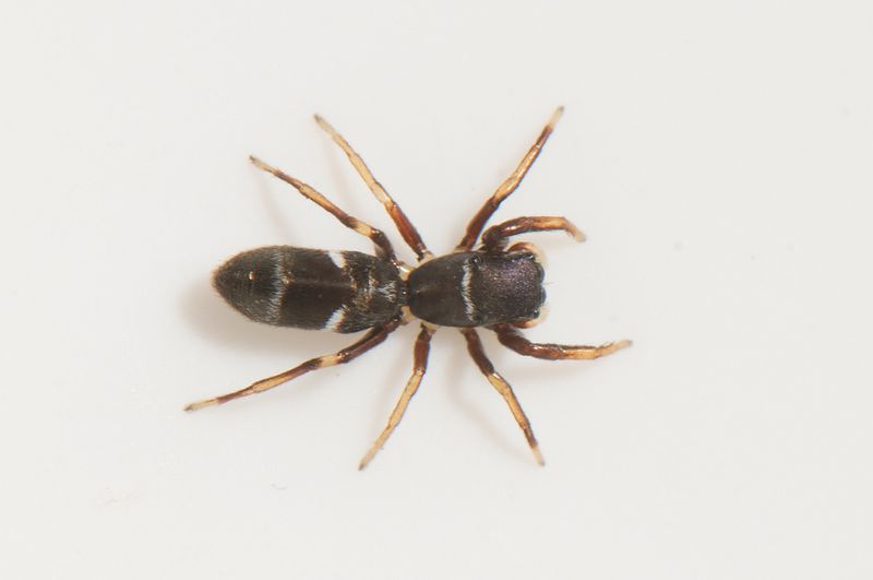 Haverdal Halland 7.8-22 adult female