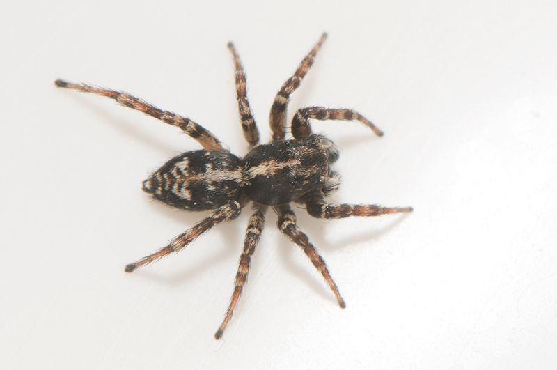 Sbytorp Vstmanland 3.8-22 adult male