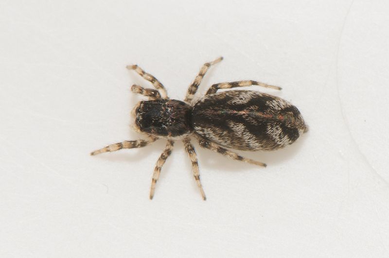 Subbe Halland 17.5-22 adult female