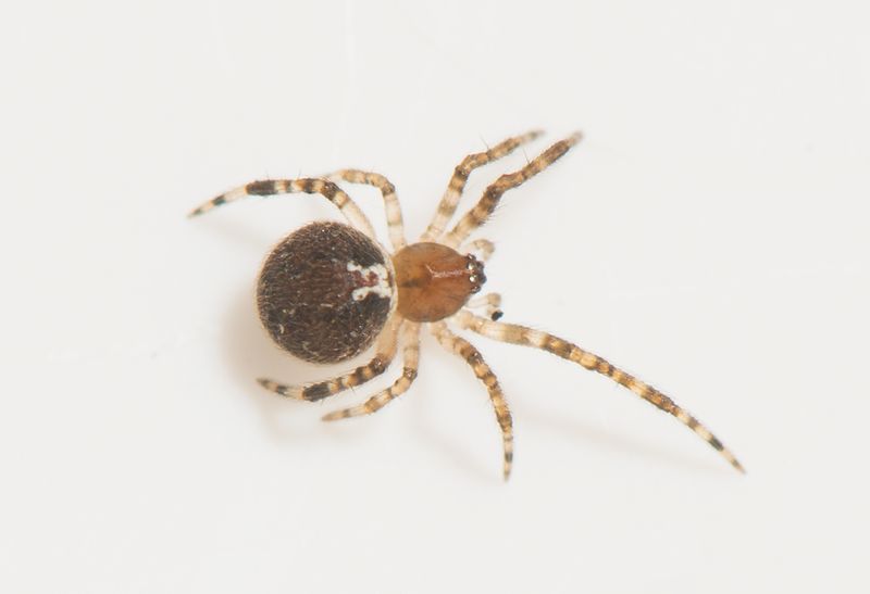 Smrismossen Halland 10.10-22