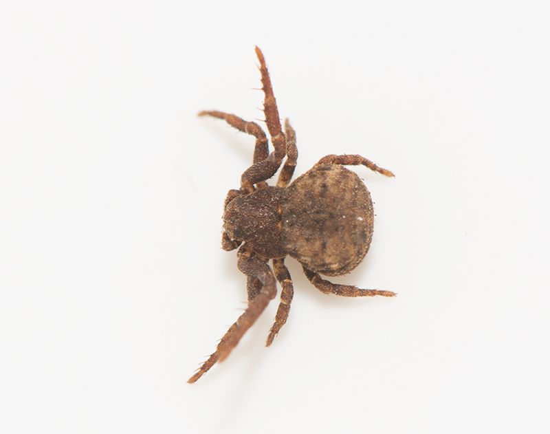 Subbe Halland 4.10.22 adult female