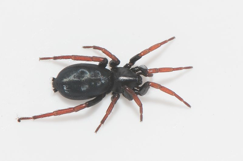 Karum land 25.5-22 adult female