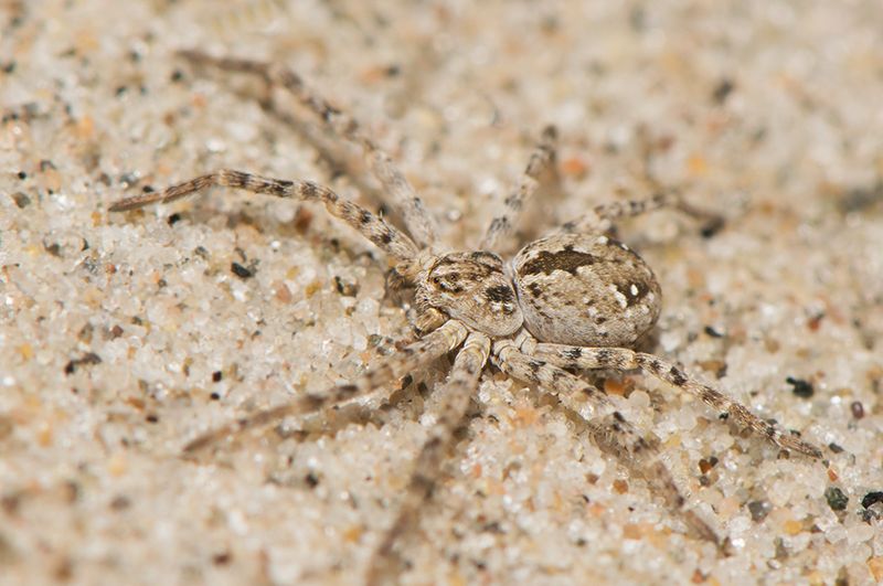 Apelviken Halland 19.3-22