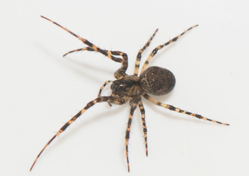 Hamra Halland 23.1-22