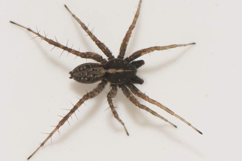 Tjrby Halland 14.5-22 adult male