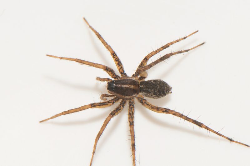 Kvarnfallet Vstmanland 3.8-22 adult female