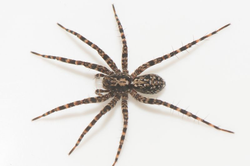 Glsjn Vstmanland 4.12-22