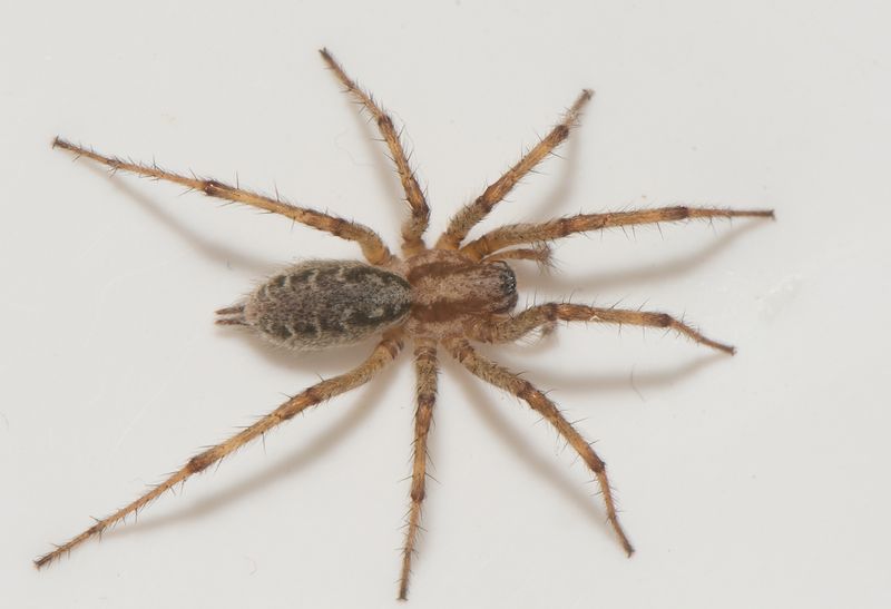 Ringhals udde Halland 24.8-22 adult female