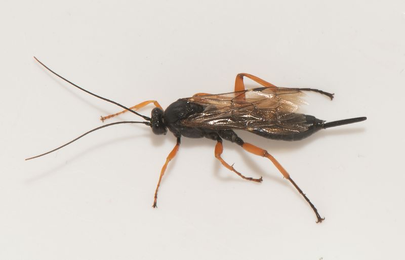 Norra signalen Vstmanland 5.8-22