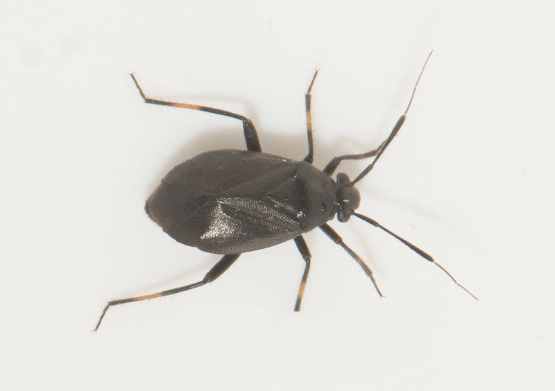 Valinge Halland 10.7-22