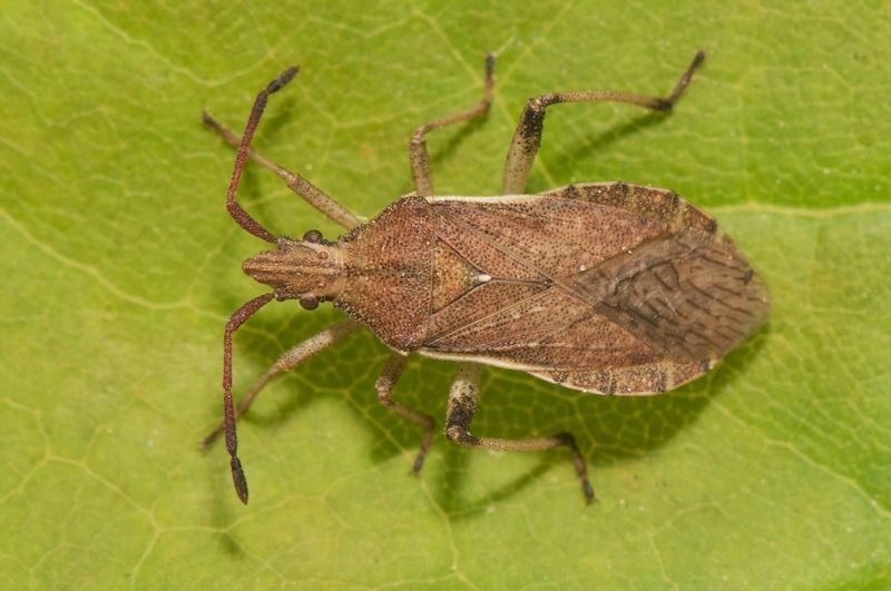 sterngsvgen Halland 7.6-22