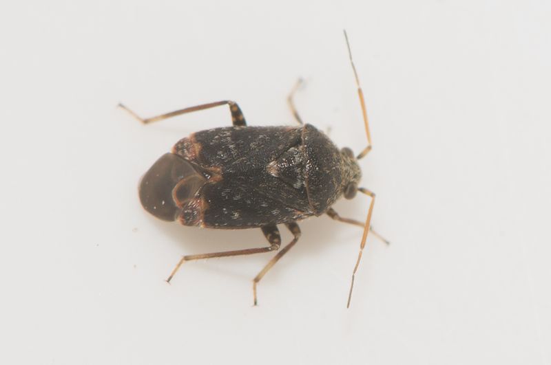 Sbytorp vstmanland 5.8-22