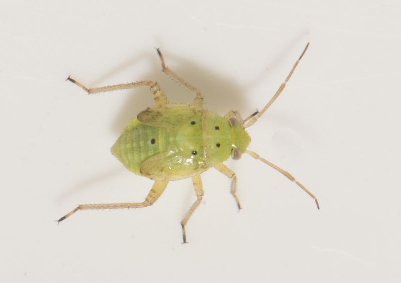 Lygus maritimus