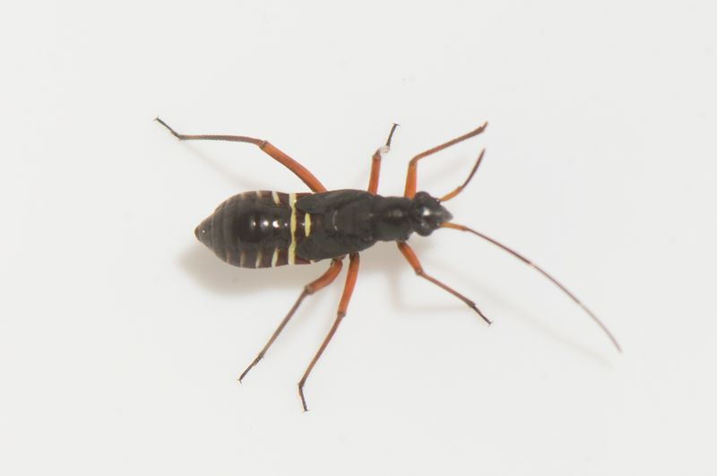 Ek och Hassel Halland 7.6-22 nymf