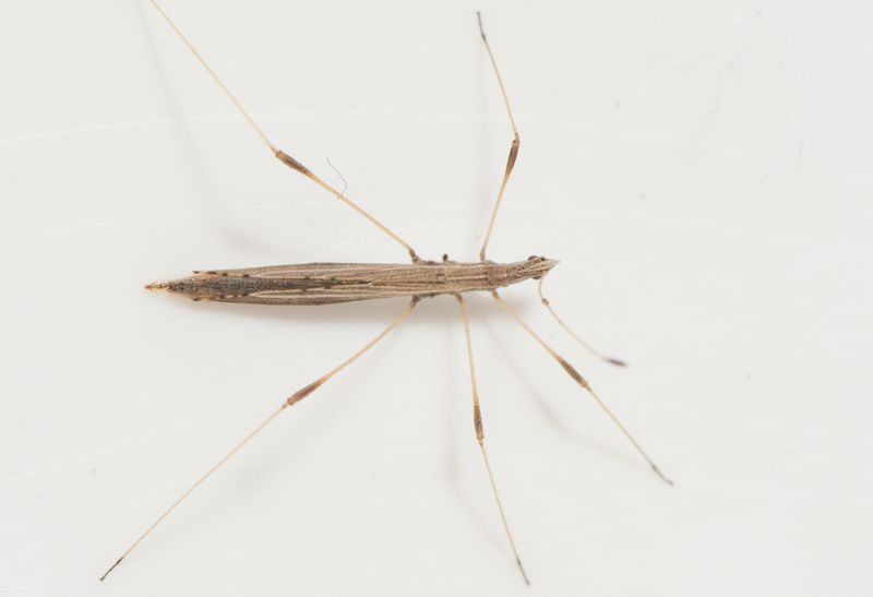 Lderup Skne 9.8-22  9,5-mm