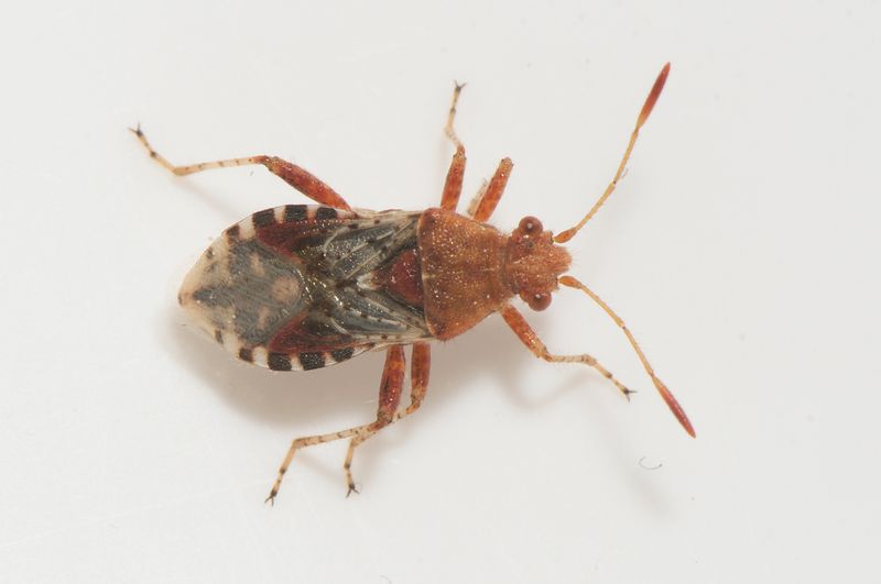 Hedemarksvgen Vstmanland 29.5-22