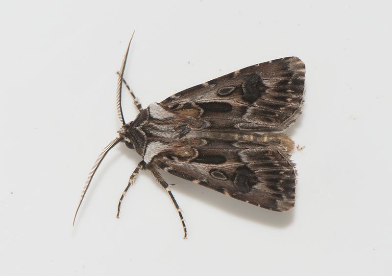 Gullbranna Halland  7.8-22