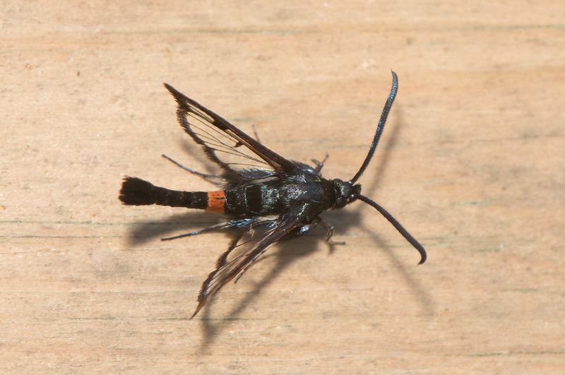 Sbytorp Vstmanland 25.6-22