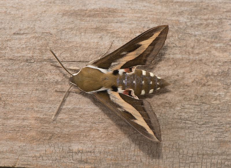 Gettern Halland 5.7-22