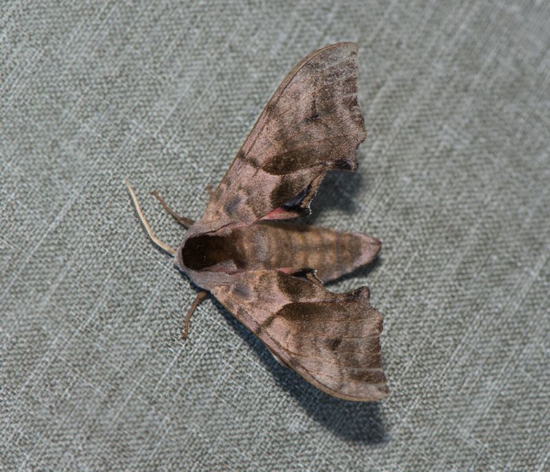 Gettern Halland 28.6-22